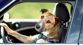 En el Día del Animal, sugerencia para llevar a nuestras mascotas en los vehículos